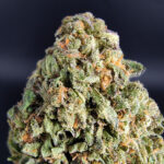 Purple Kush Washington DC Virginia