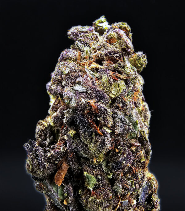 Animal Cookies Washington DC Virginia