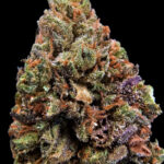 Champagne Kush Strain Exotic Blooms Washington DC weed delivery