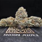 Starfighter Strain Exotic Blooms Washington DC weed delivery