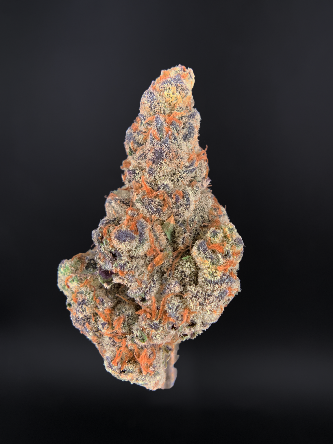 Glitter Bomb Indica Exclusive Designer **OUT OF STOCK** Exotic Blooms